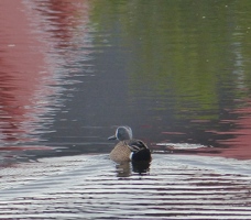 Blue-winged Teal